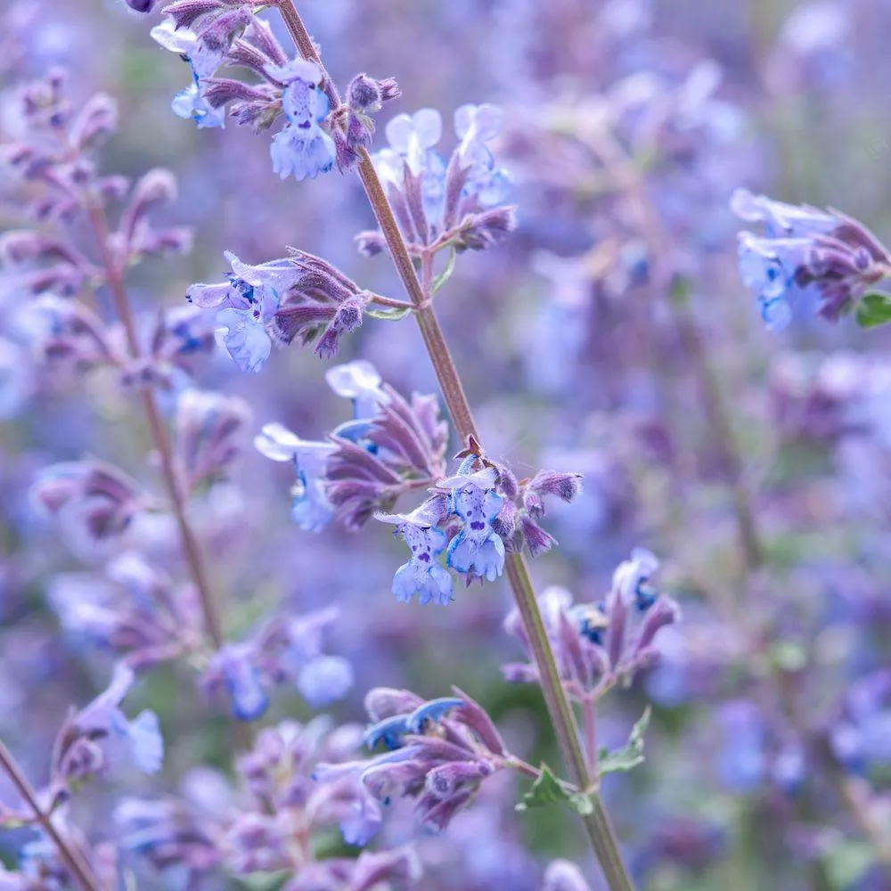 Seeds for Bees